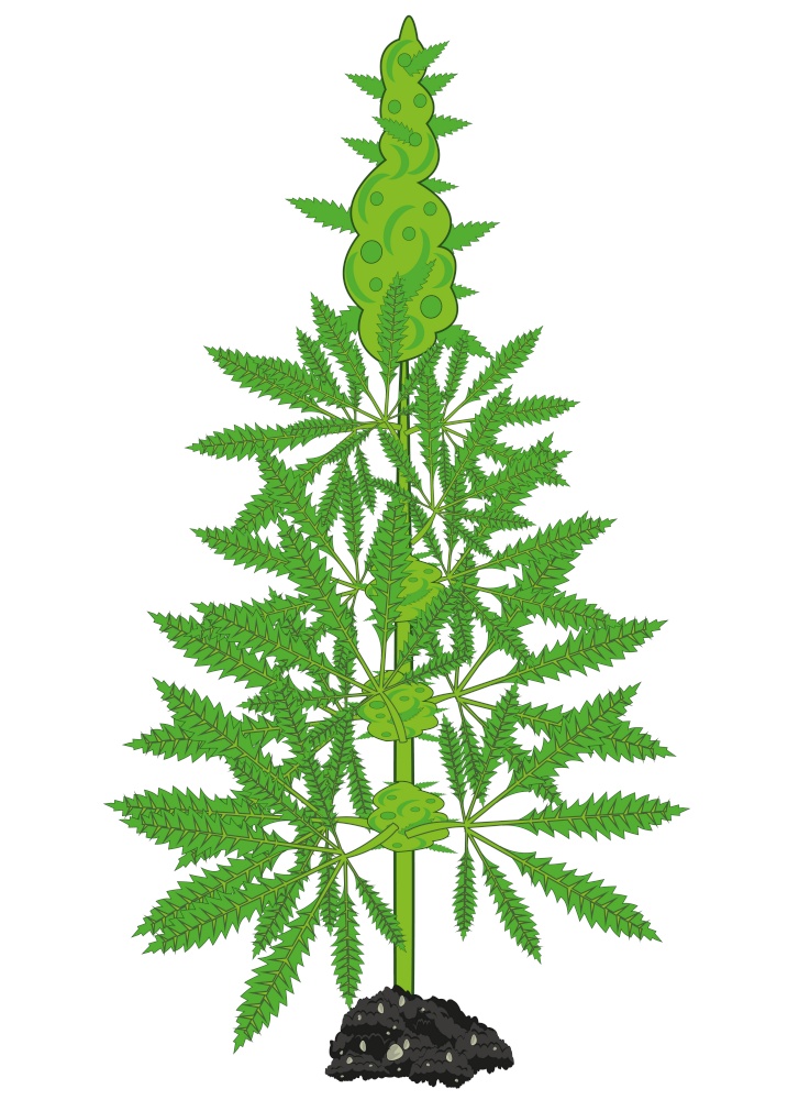 Bush of the plant hemp on white background is insulated. Vector illustration of the green bush of the plant hemp