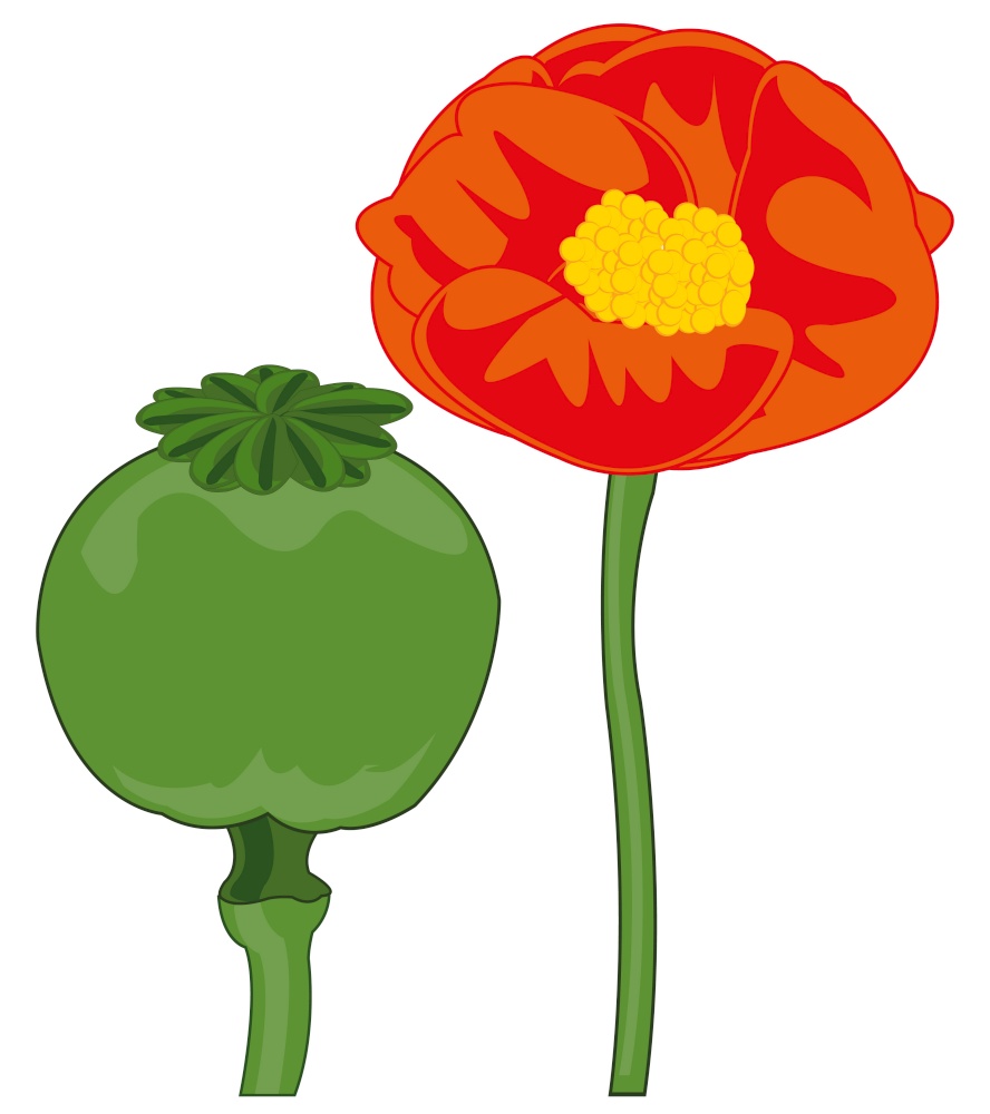 Poppy plant flower and fruits on white background is insulated. Vector illustration of the red flower of the poppy and ripe fruit