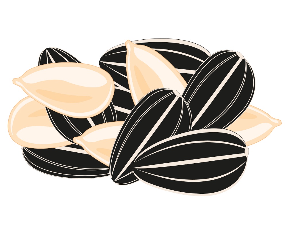 Vector illustration of the small circle ripe seeds sunflowe. Sunflower seeds on white background is insulated