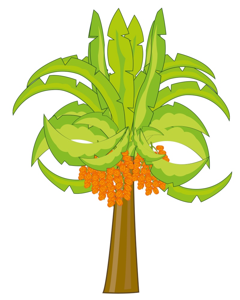 Palm with fruit date on white background is insulated. Vector illustration of the palm with fruit date