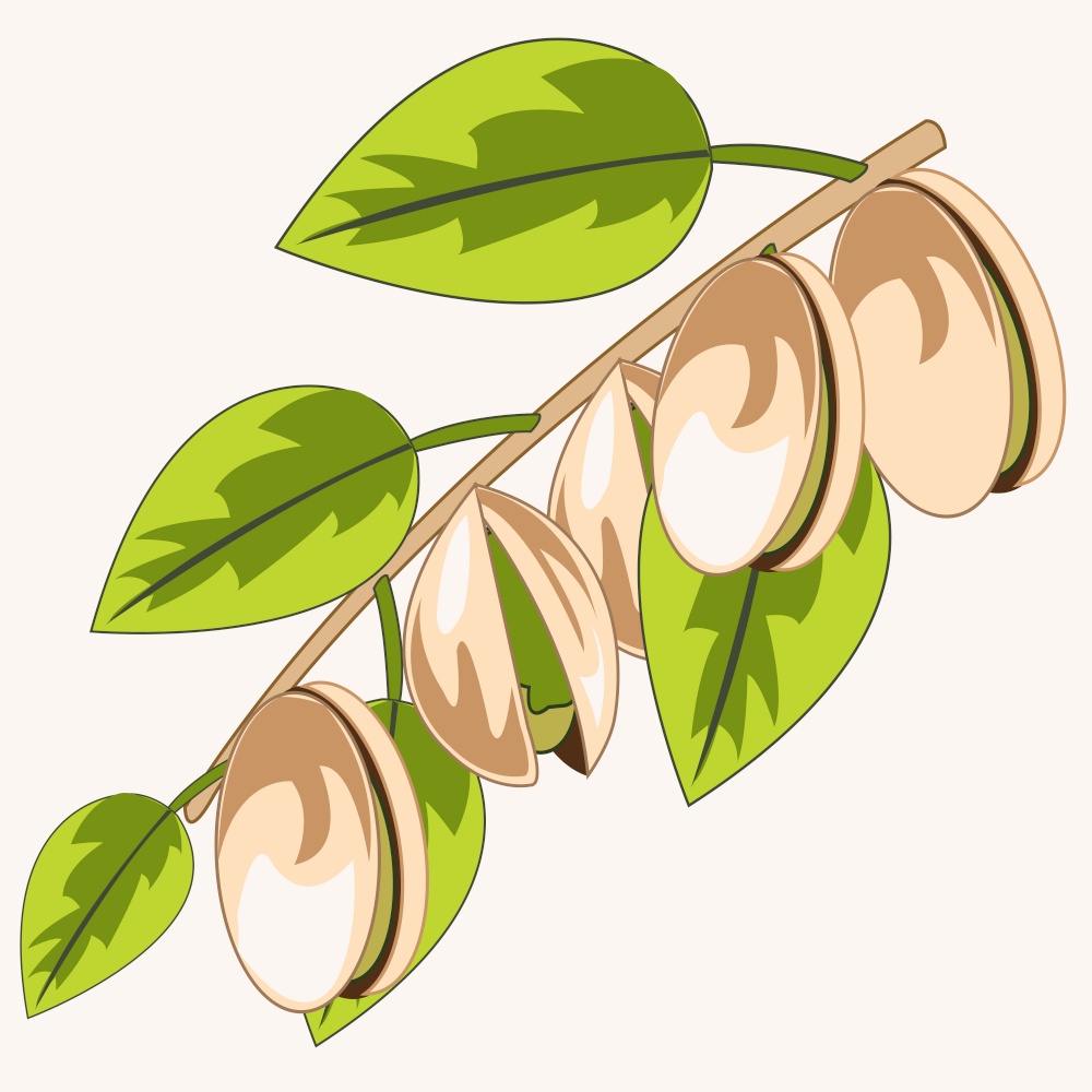 Vector illustration of the branch with ripe fruit pistachio. Branch with pistachio on white background is insulated