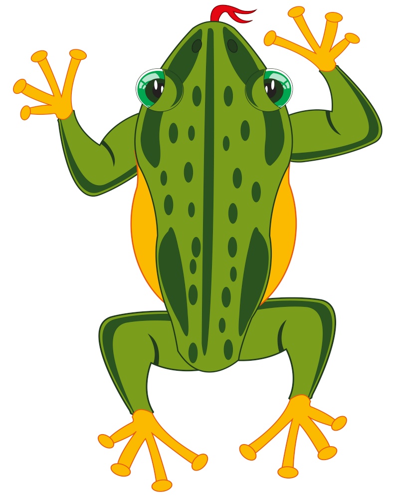Vector illustration of the cartoon of the amphibian frog. Amphibian frog on white background is insulated