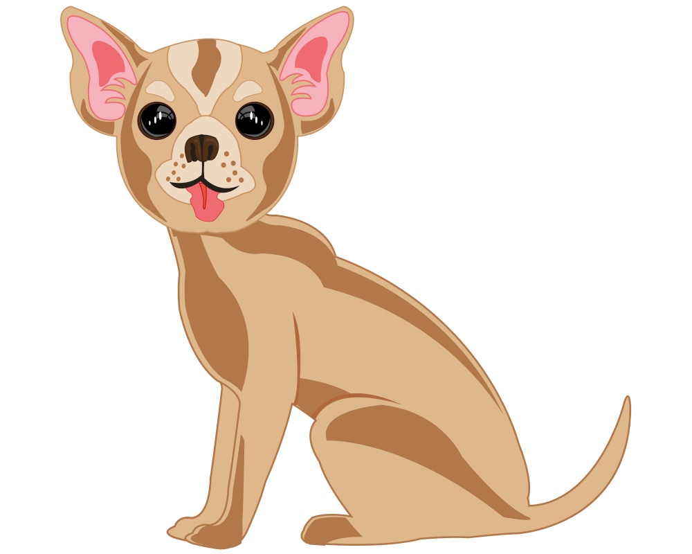 Vector illustration of the small decorative dog of the sort chihuahua. Decorative dog chihuahua on white background is insulated