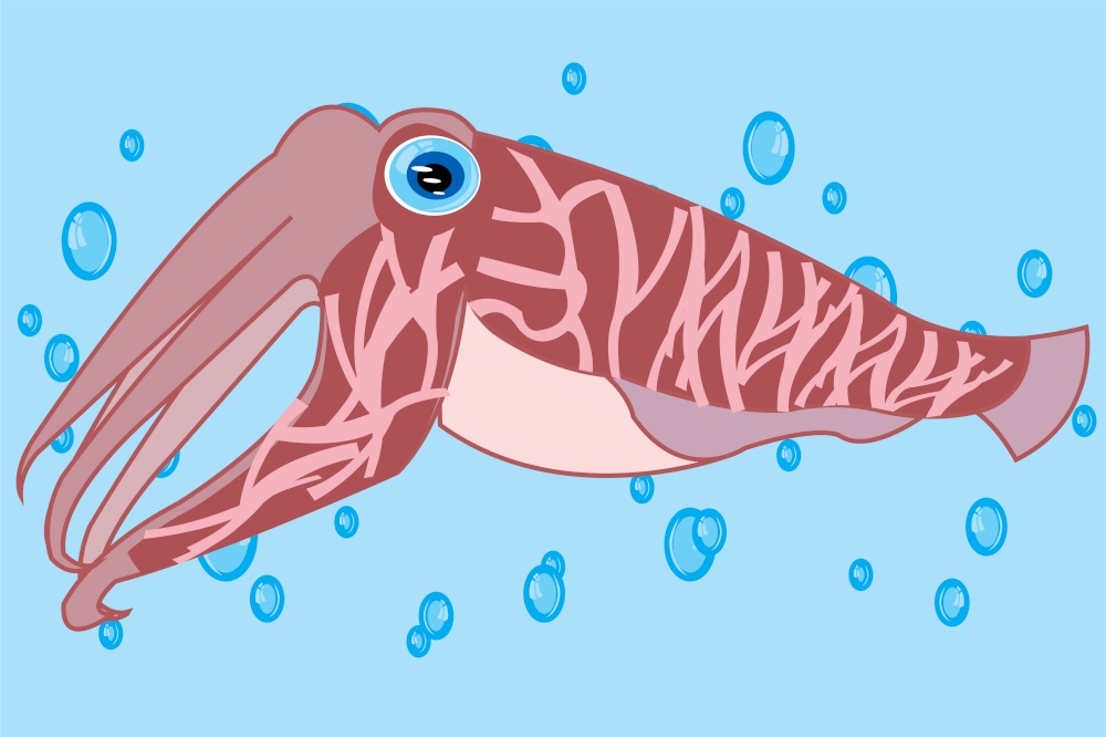 Vector illustration of the sea cuttlefish squid in ocean. Cartoon of the cuttlefish squid sailling in water