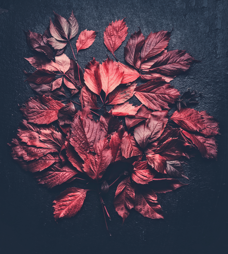 Dark rustic autumn background with various red fall leaves, top view, flat lay
