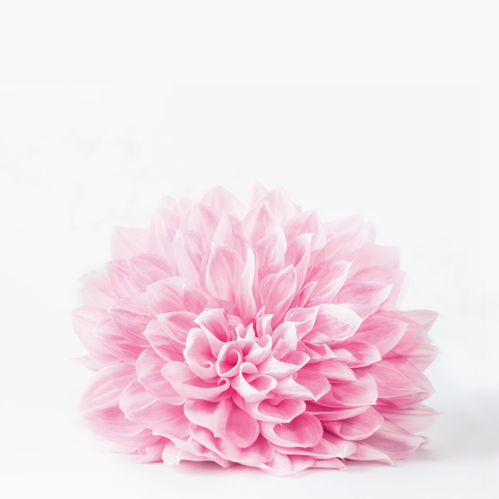 Close up of pastel pink flower bloom on white background, with copy space can used for greeting, nature, garden or cosmetic concepts templates