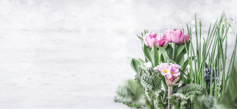 Spring flowers border with tulips, primrose and snowdrops flowers at white wooden wall background with bokeh. Springtime gardening concept