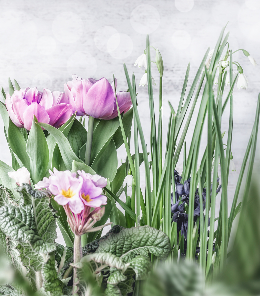 Various spring flowers background with tulips and snowdrops at white wooden wall background with bokeh. Springtime nature and gardening concept