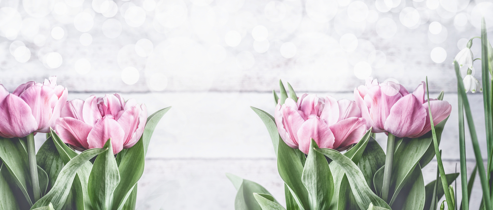Pink tulips at white background with bokeh, front view,frame. Spring flowers. Tulips bunch, banner or template with copy space