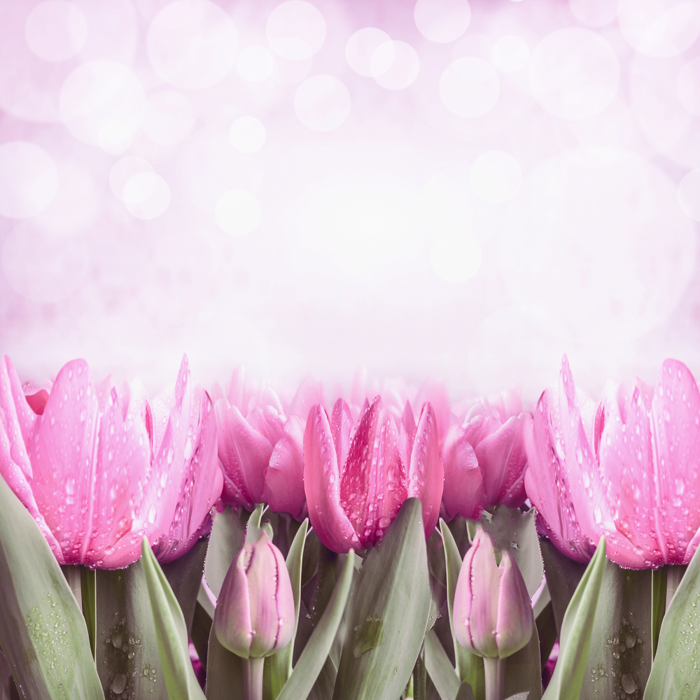 Spring background with pink tulips and bokeh lighting, front view, border
