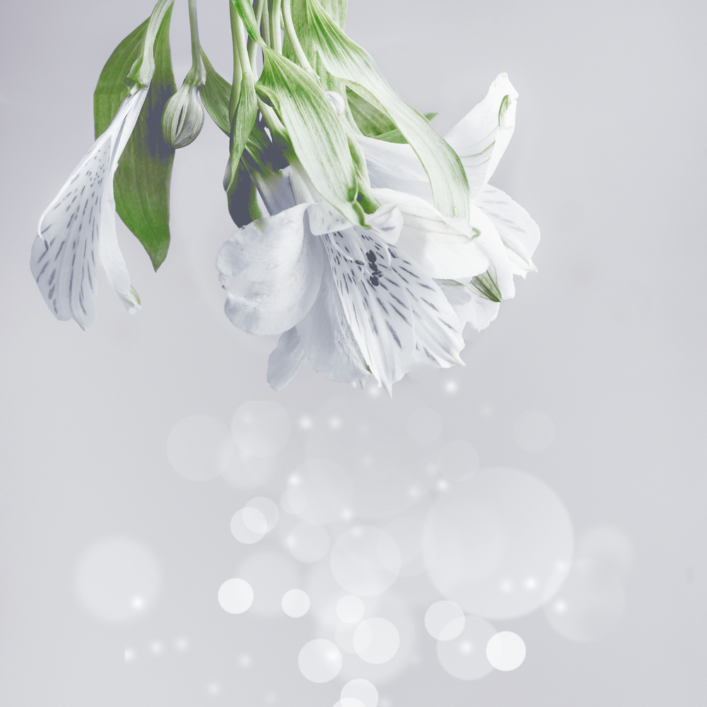 Hanging white flowers on gray background with green leaves and bokeh. Abstract floral background