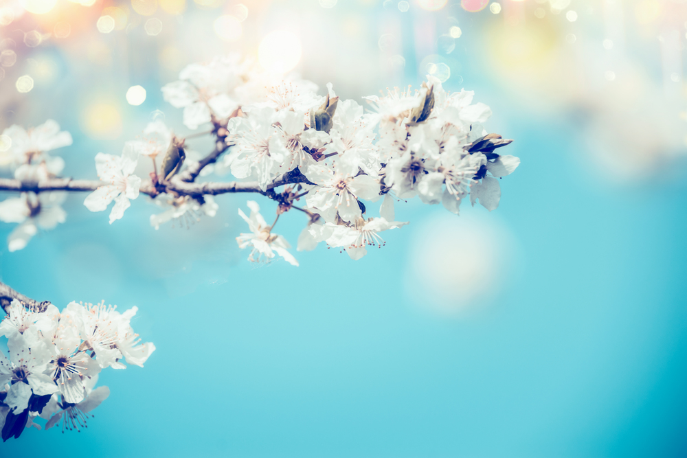 White spring cherry blossom on blue background with bokeh and sunlight, close up. Abstract floral springtime nature , outdoor