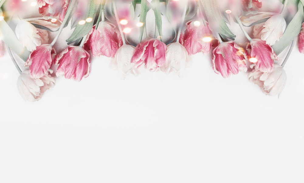 Lovely pastel color tulips border on white background with bokeh. Springtime flowers, top view. Spring nature and holidays concept. Copy space for your design. Layout for greeting card