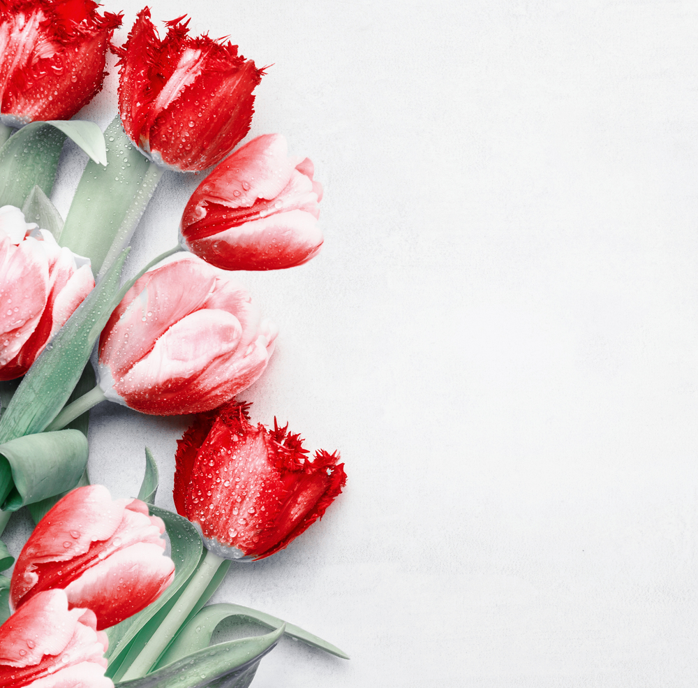 Red tulips background, top view. Festive spring flowers. Floral composing. Springtime holiday and greeting concept. Copy space for your design