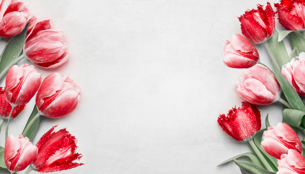 Red tulips on light gray background, top view. Frame. Festive spring flowers. Floral composing. Springtime holiday and greeting concept. Copy space for your design