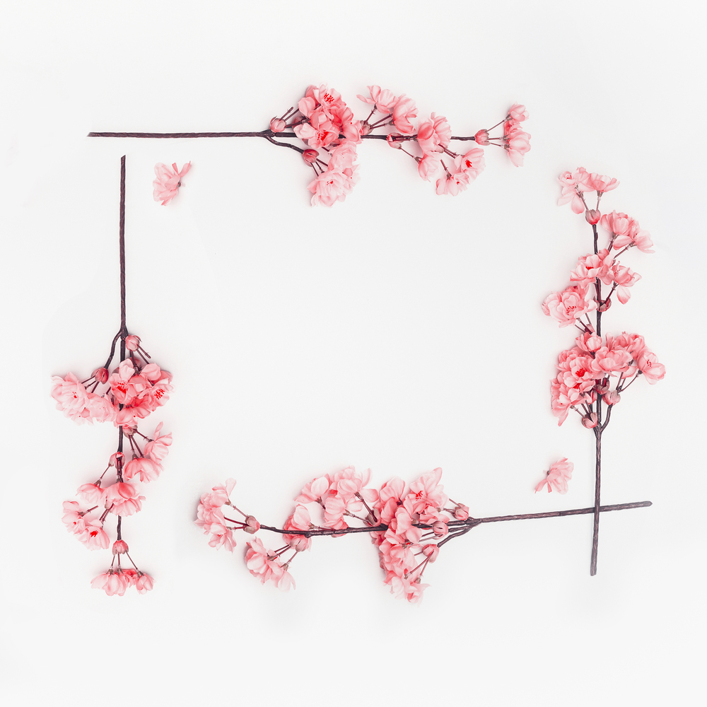 Coral color spring blossom flowers frame on white background. Floral composing. Top view, flat lay