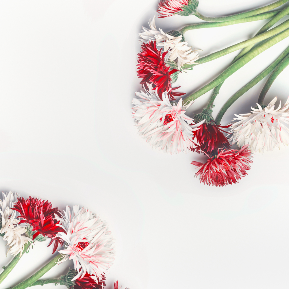 White background with pretty red and white flowers, top view. Floral composition frame. Flowers bunch. Copy space for your design.