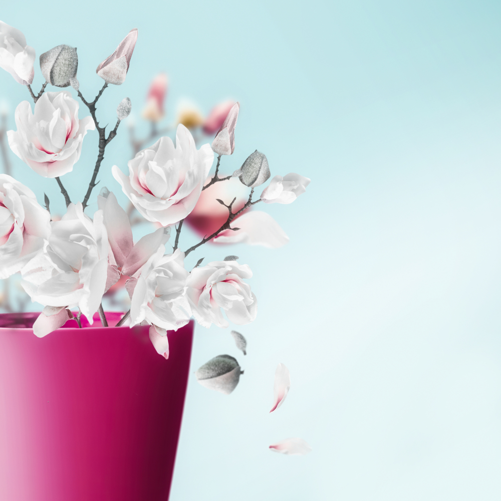 Vase with pretty spring blossom bunch of magnolia and falling petals at light blue background, close up . Flowers arrangement. Valentines, Women's, Wedding Day concept. Vertical. Copy space