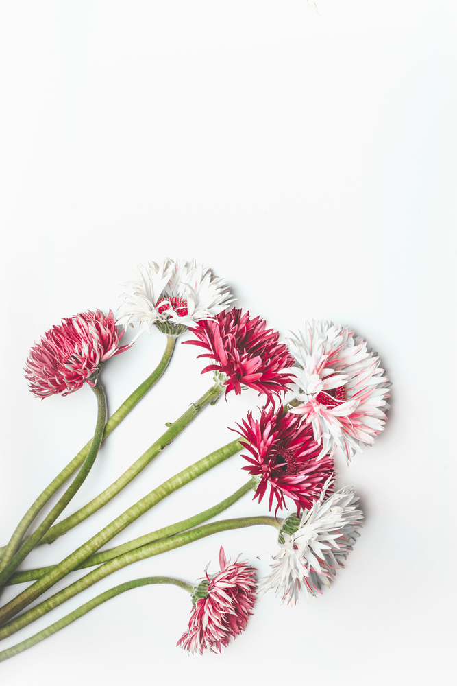 Red and white Gerbera flowers bunch on white desk background with copy space, top view