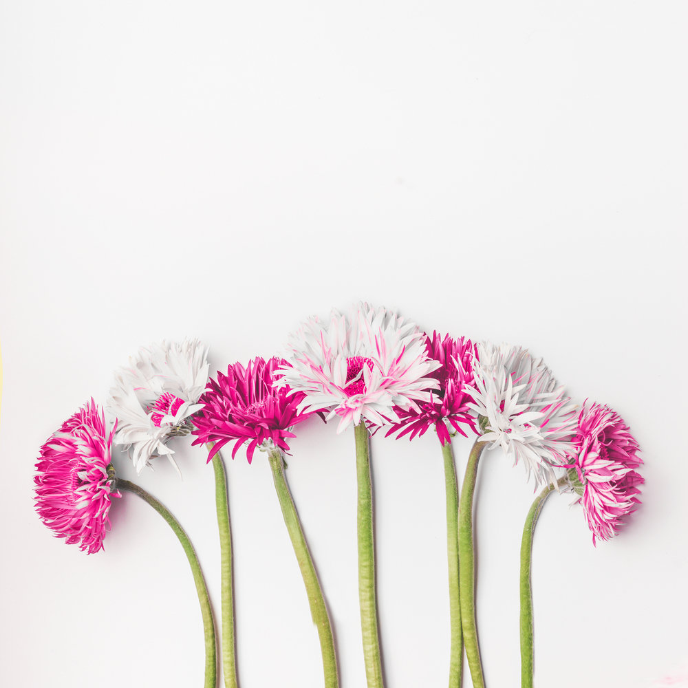 Pink and white gerbera daisy flowers at white background with copy space, top view. Flowers bunch