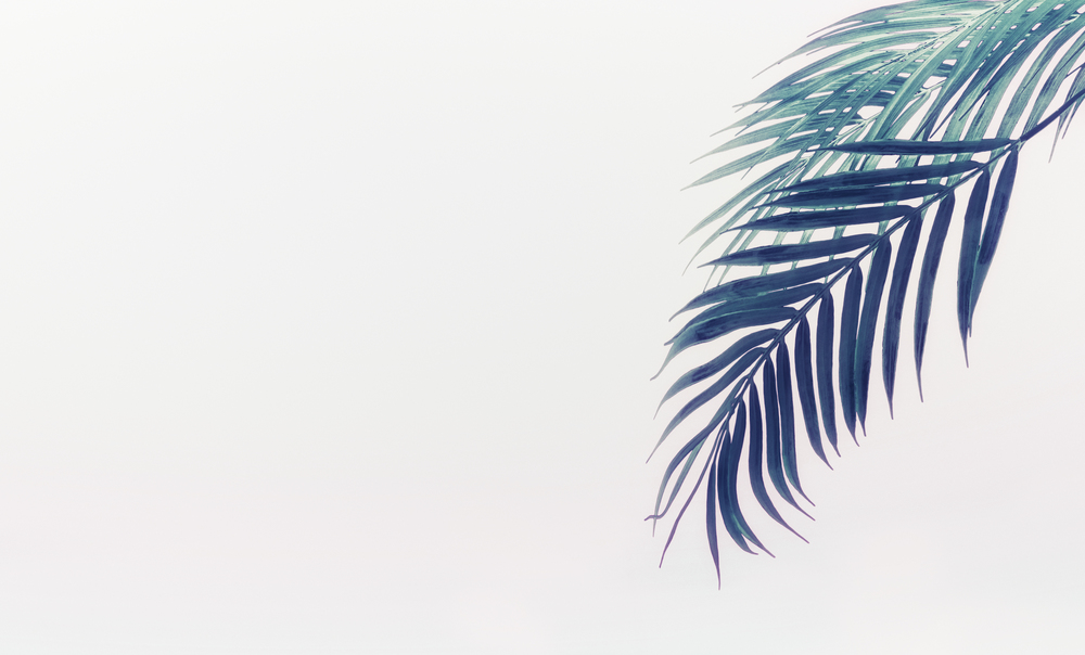 Tropical hanging palm leaves at light background. Summer vacation concept