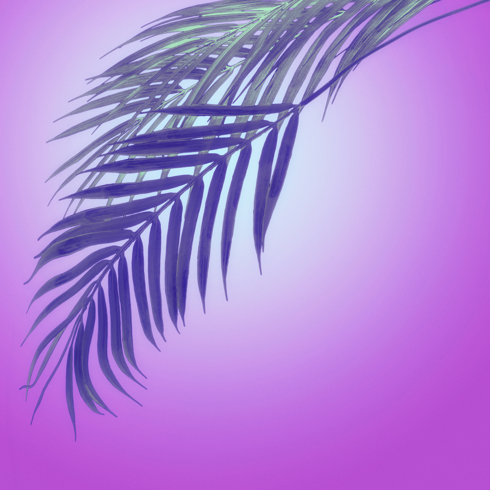 Hanging palm leaves at purple neon colors  radial gradient  background. Creative tropical layout