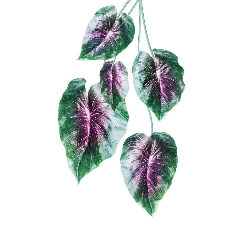 Tropical green leaves with purple middle , isolated on white background. Hanging exotic leaves.