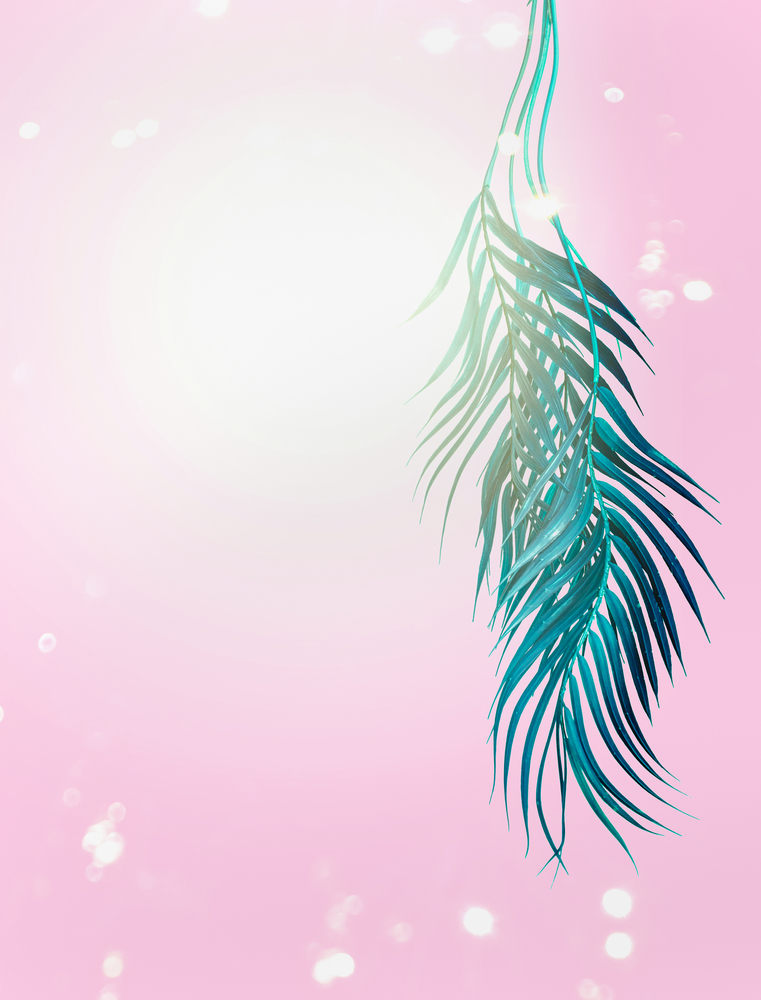 Curved turquoise blue tropical palm leaves on pastel pink background with bokeh and sunshine. Hanging palm leaves. Summer background