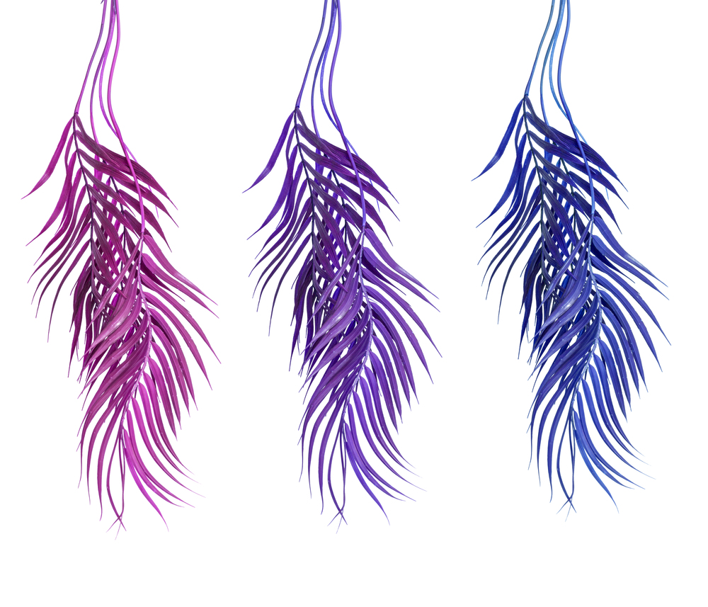Curved tropical palm leaves: pink, purple and blue, isolated on white background. Hanging palm leaves