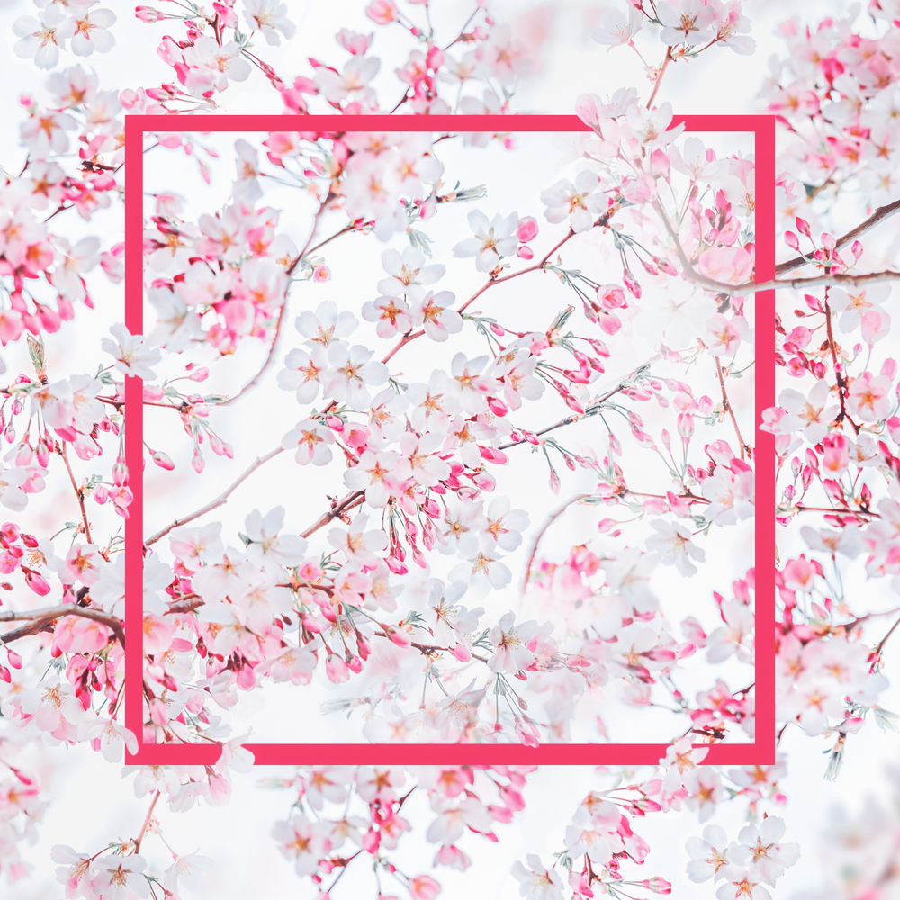 Pink frame at spring nature background with pink white blossom of cherry trees. Springtime nature.