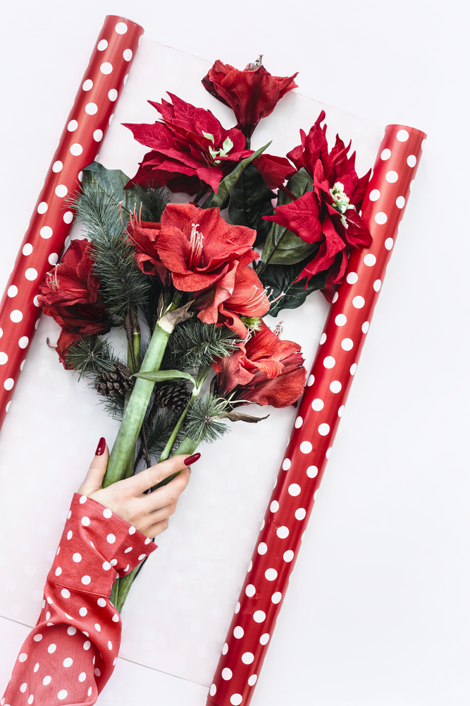 Female hand in polka dot blouse holding Christmas bunch with red Poinsettia and  Amaryllis flowers and fir brunches on white wrapping paper. Top view. Christmas floral arrangement . Flat lay