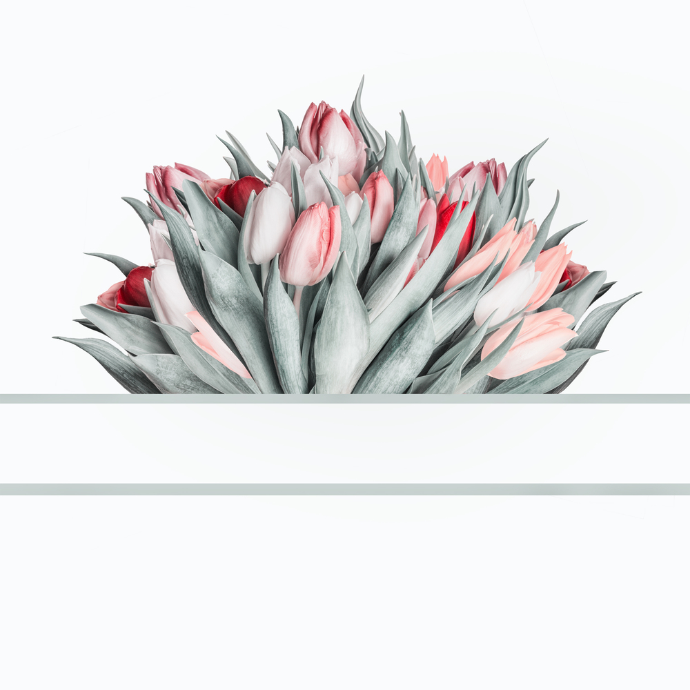 Fresh tulips bunch with layout frame on white background. Minimal
