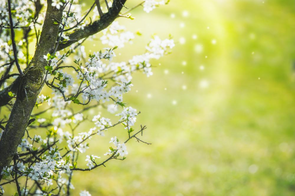 White spring blossom of cherry with flying petals and bokeh at grass green background. Springtime nature concept
