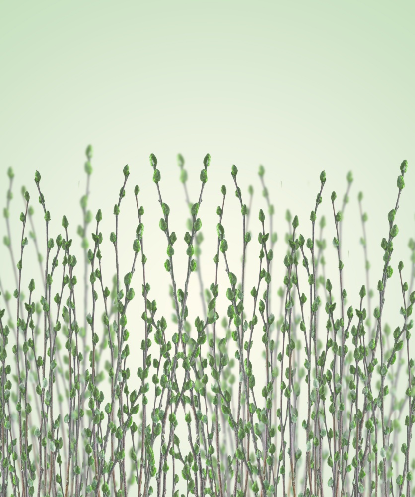 Springtime nature background with green pussy willow branches with furry catkins spring buds
