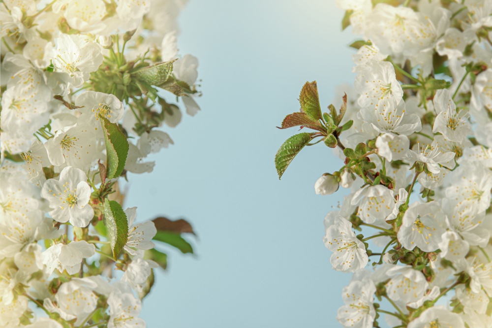 White cherry blossom with sunlight bokeh. Frame at blue background. Close up