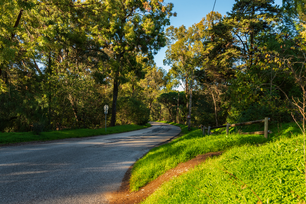 Road in the forest with green grass and green trees on the side