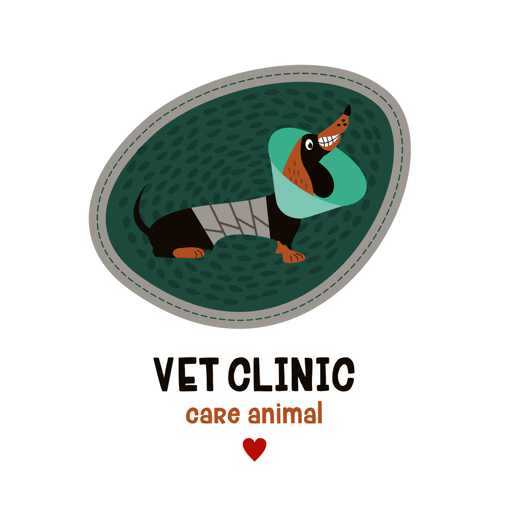 Veterinary care. Sticker, vector illustration for veterinary clinic. Nice dog Dachshund with a bandage.. Veterinary care. Sticker, vector illustration for veterinary clinic.