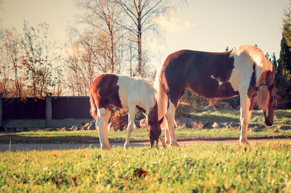 beautiful   chestnut piebald pony  foal  grazing  with mom