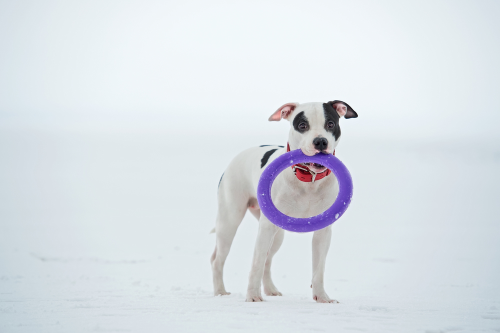 white staffordshire terrier  posing with toy at  frozen gulf. winter