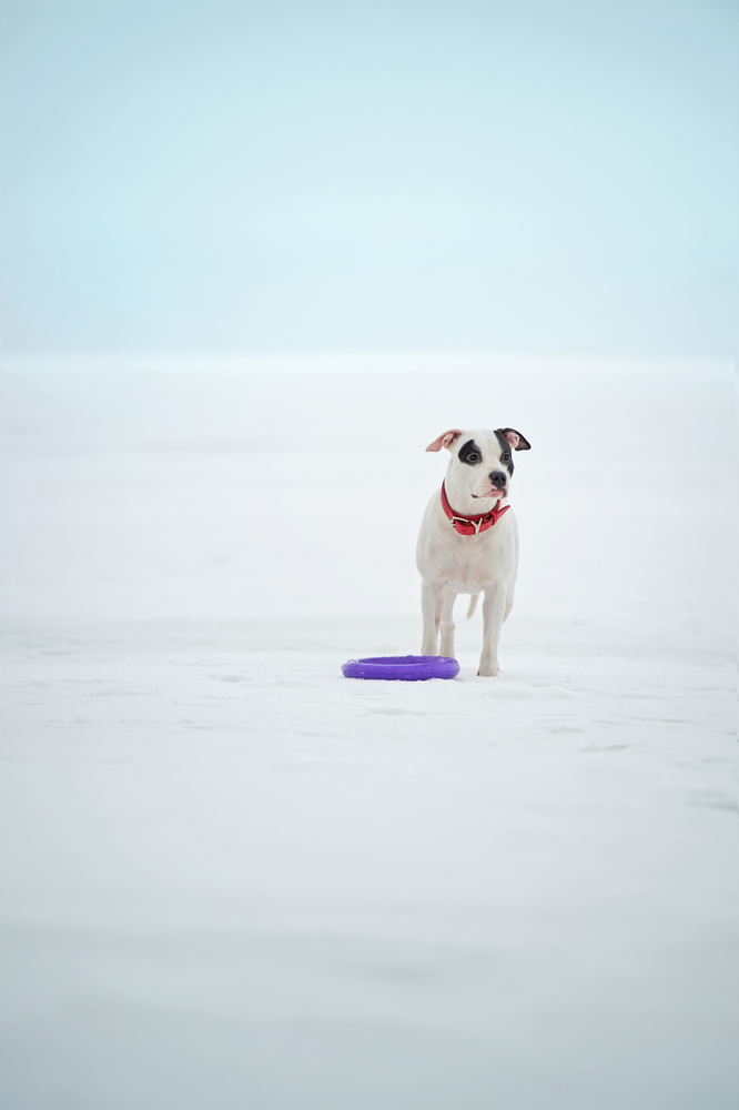 white staffordshire terrier  posing with toy at  frozen gulf. winter