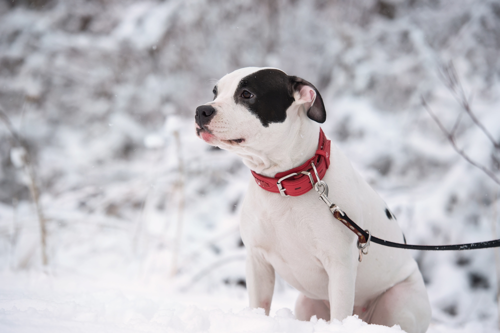 portrait of white siting  staffordshire terrier. winter