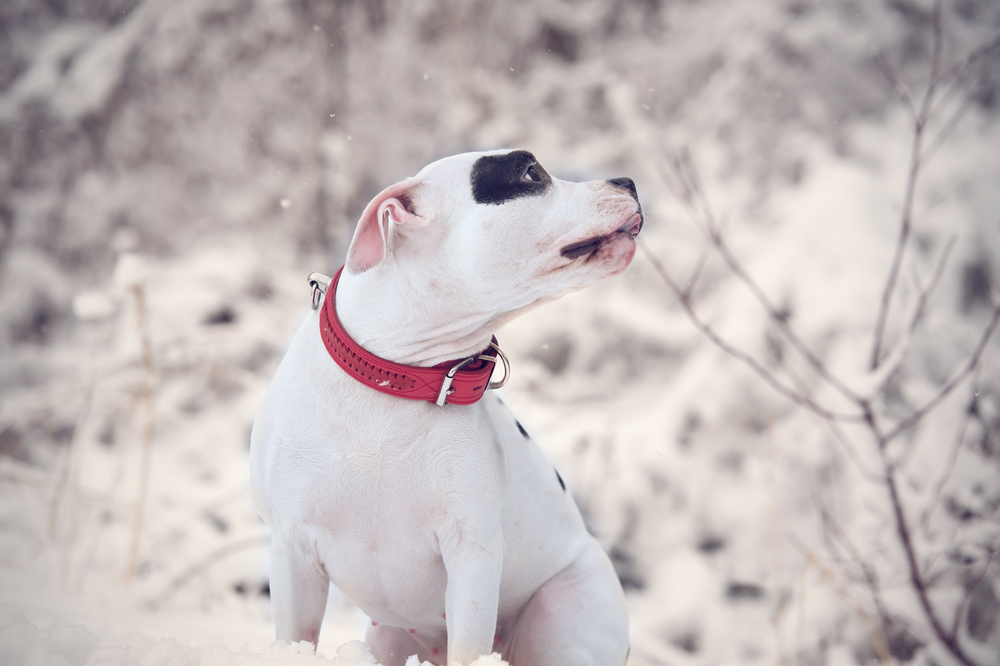portrait of white siting  staffordshire terrier. winter