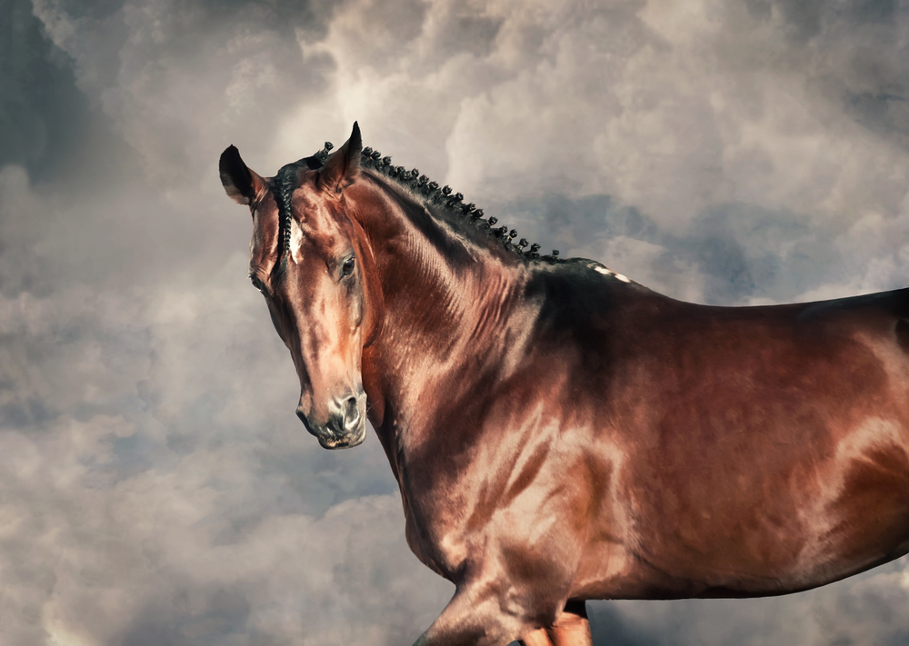 portrait of beautiful bay stallion agaist cloudy background