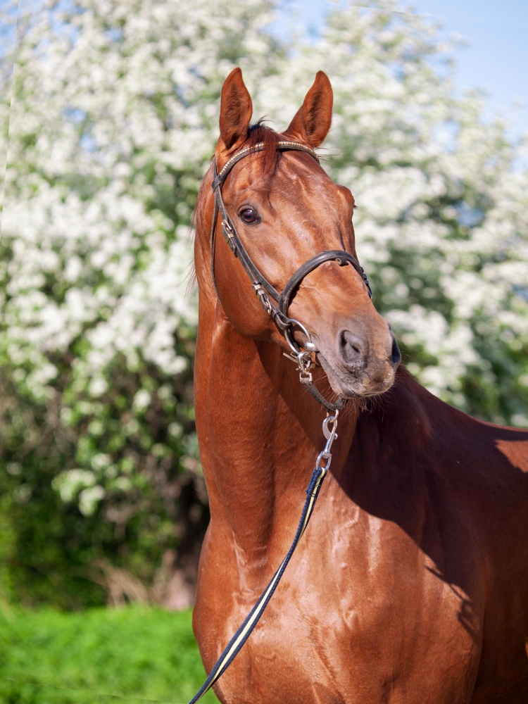 portrait of ?hestnut Holstein sportive stallion posing against blossom apple tree. spring time