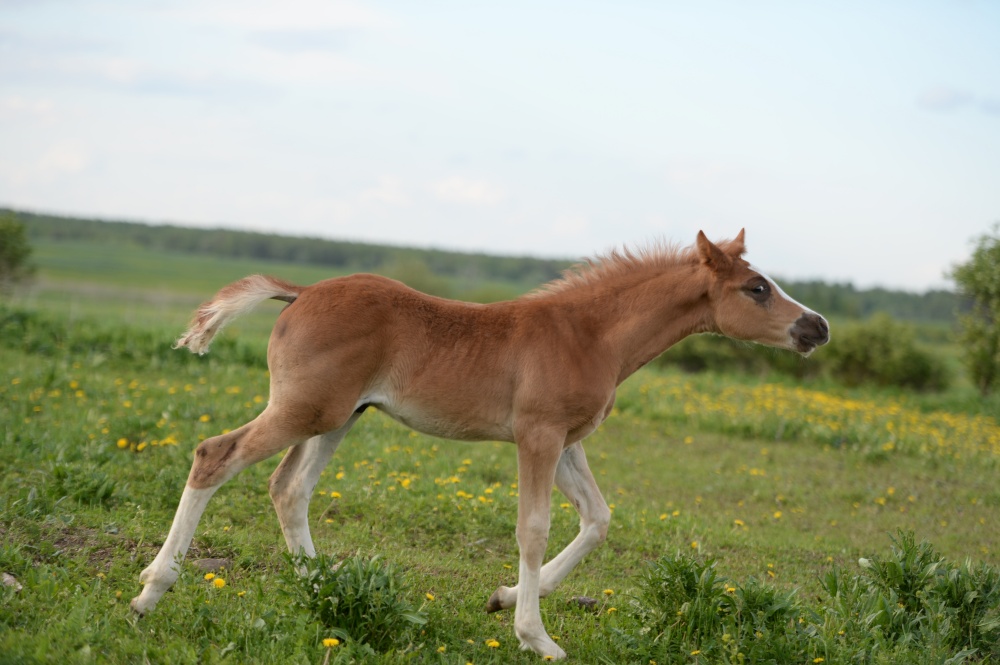 beautiful  sorrel foal of sportive breed walking in meadow at freedom. cloudy day. close up