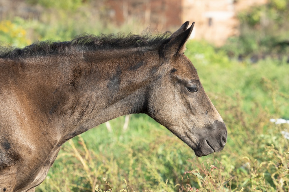 portrait of beautiful black- brown colt grazing at field .