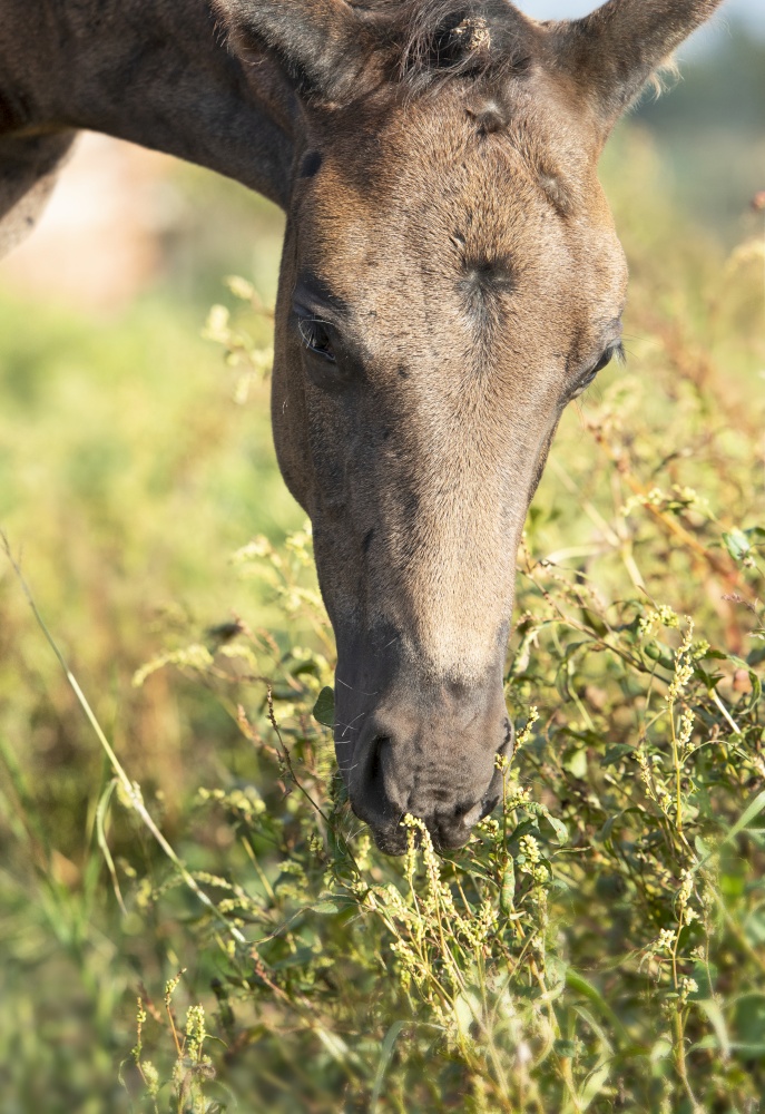 portrait of beautiful black- brown colt grazing at field .  close up. cloudy day