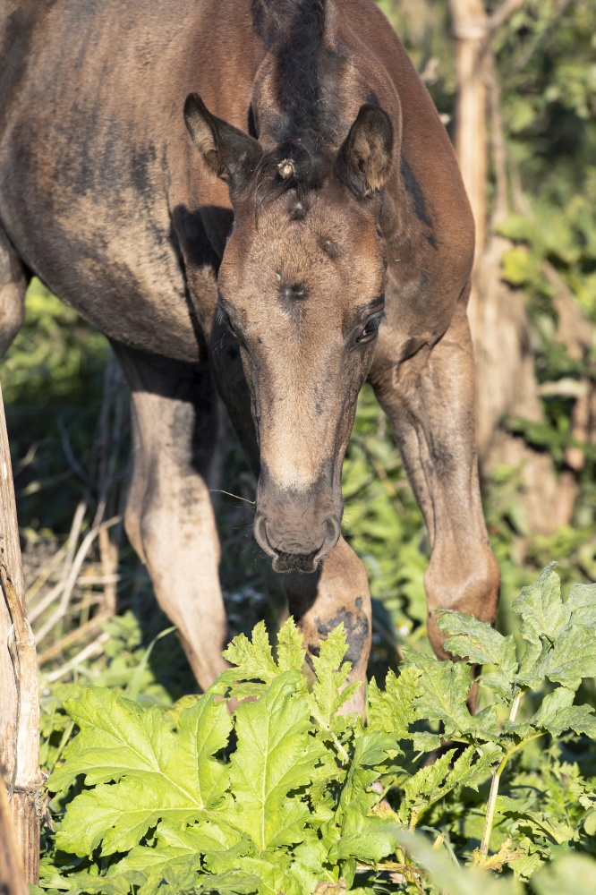 portrait of beautiful black- brown colt walking around plants .  close up