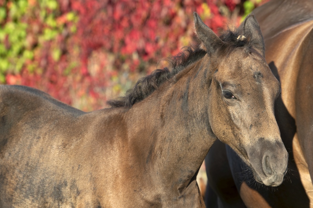 portrait of beautiful black- brown colt posing with mom.  close up. sunny fall day