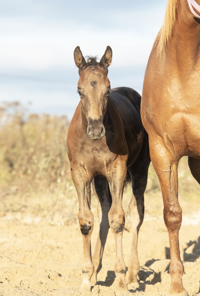 portrait of beautiful black- brown colt posing with mom at sand manege.   sunny fall day